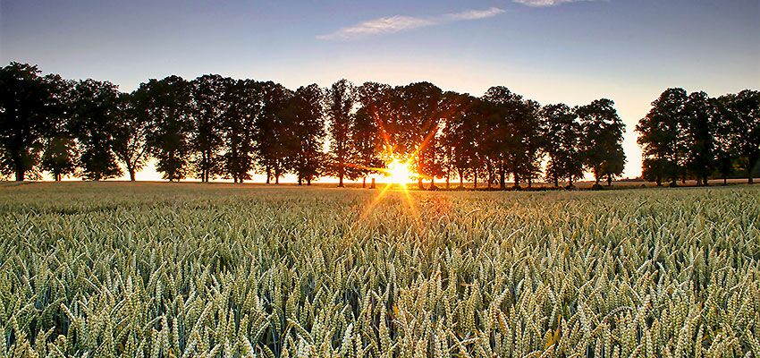 Gemeinde Sterley im Amt Lauenburgische Seen Getreidefeld im Sonnenuntergang