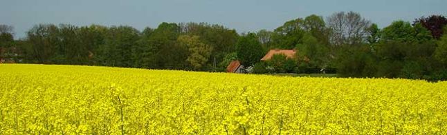 Ortsansicht Fredeburg Rapsfeld in Vollblüte