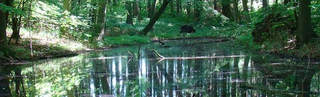 Waldteich in der Geminde Römnitz